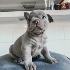 Affordable French Bulldog Puppies For New Home