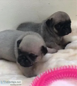 Pug Puppies