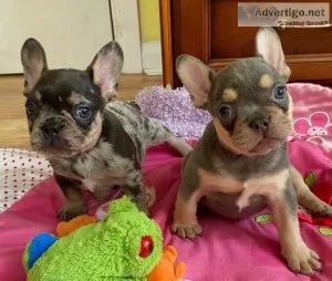 beautiful frenchie puppies