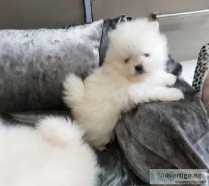 Pomeranian Puppies