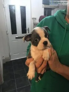 Boston terrier puppies