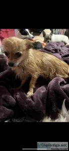 Yorkie-chi bred to lavender merle chihuahua