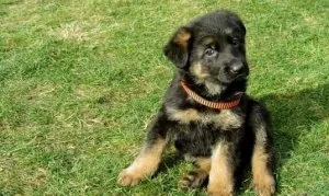 German Shepards puppies