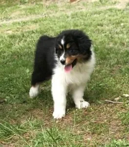 Well Trained Australian Shepherd Puppies For Sale