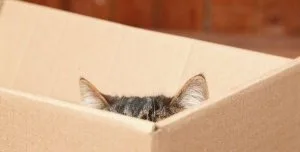 Moving with Pets