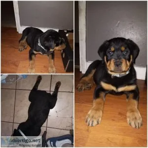 12 week old rott pup female