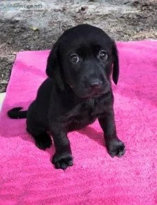 Labrador Retriever puppies