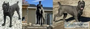 Cane Corso Puppies for Sale Reno