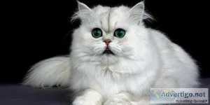 Persian cat in Delhi