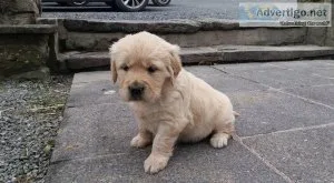 Golden retriever puppies