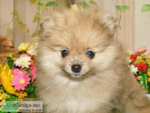 Chicago Pomeranian Babies. Financing