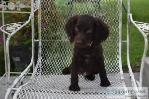 BSS Boykin Spaniels