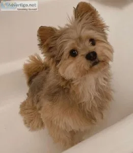 Pets For Sale