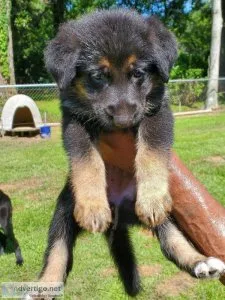 German Shepherd