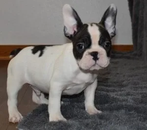 Beautiful French Bulldog puppies for good home
