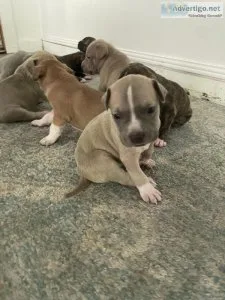 Pitbull puppies for 200