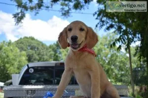 Golden Retrievers
