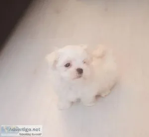 Maltese Puppies present