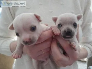Still looking for her forever home long coat chihuahua puppy