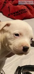 Rehoming male puppy