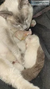 Pure Bred Siamese