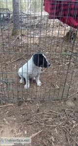 Texas miniature Blue heeler puppies