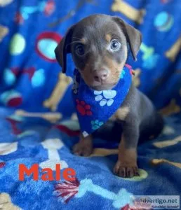 dachshund mix puppies