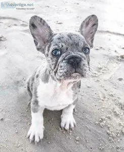 Healthy French Bulldog Puppies For Sale