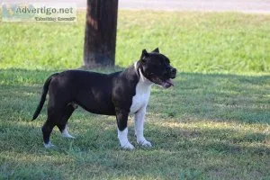 American Bully Puppies