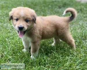 Livestock Guardian Puppy