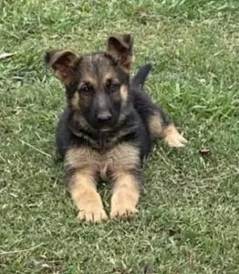 German Shepard puppies