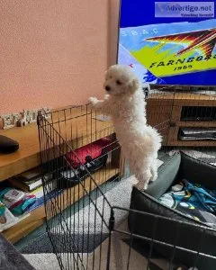 Bichon puppies