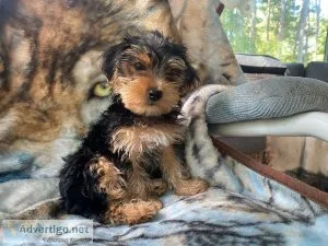 Yorkshire terrier puppy