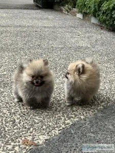 Pomeranian puppies ready to leave mum