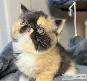 Persian Kittens available for sale