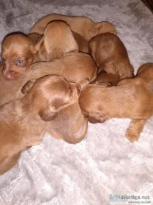 Fullblooded dachshunds 1000 each  mentone Indiana