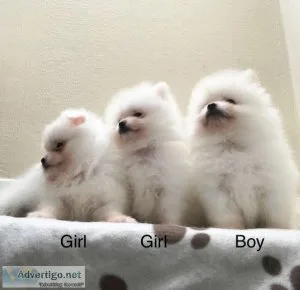 Xx Pomeroodle puppies looking for forever homes xx