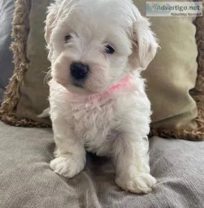 Puppies