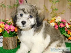 Chicago Havanese Babies. NonsheddingAllergy Free.