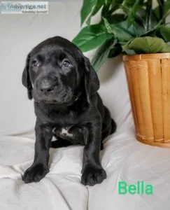 Labrador Retriever Pups