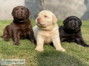 Dogs and puppies for sale