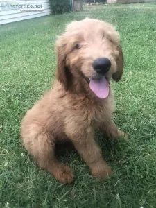 Goldendoodle