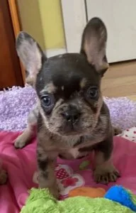 LAST 2 KC Registered Frenchie pups CHECKMATE LINES