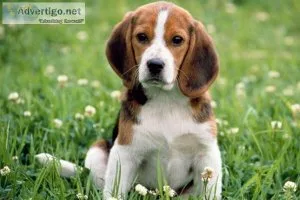 Beagle Puppies