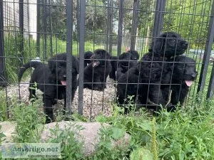 Shepadoodle Pupps