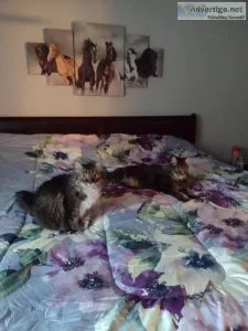 Maine Coon Cats Need Home