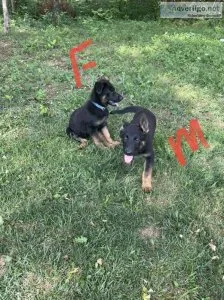 AKC German shepherd puppies