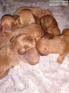 Dachshunds 1000 per pup