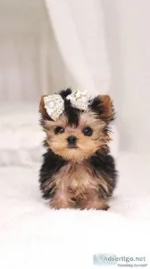 Teacup Yorkie puppies for sale