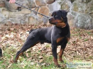 3 year old health tested rottweiler